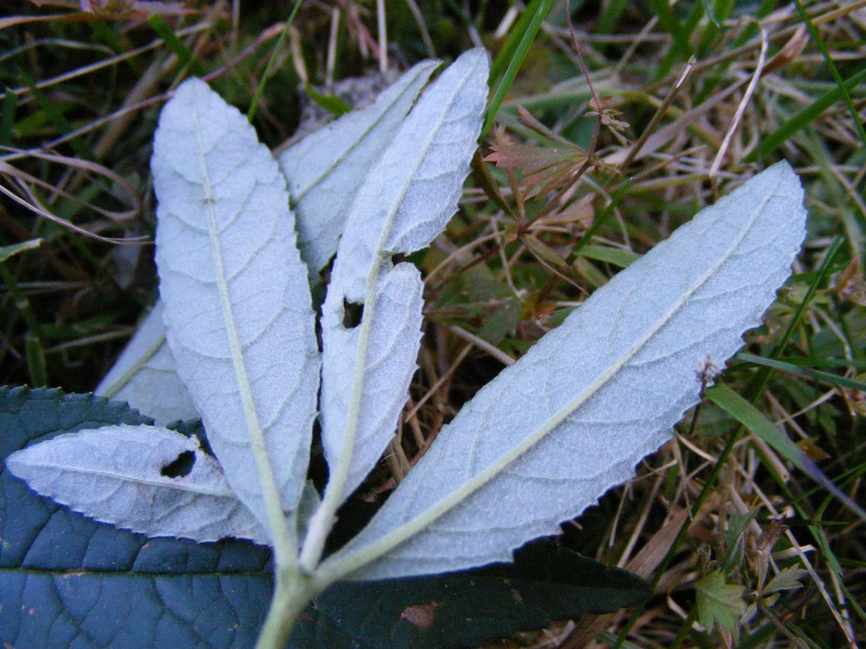 Buddleja davidii